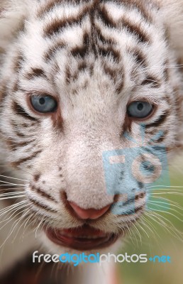 Baby White Tiger  Stock Photo