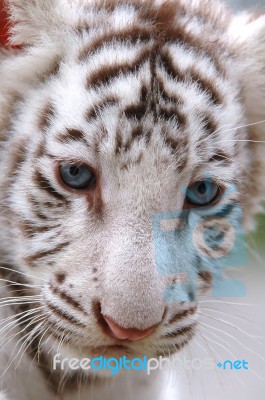 Baby White Tiger Stock Photo