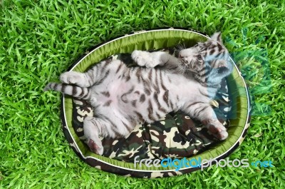 Baby White Tiger Laying In A Mattress Stock Photo