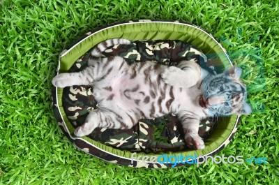 Baby White Tiger Laying In A Mattress Stock Photo