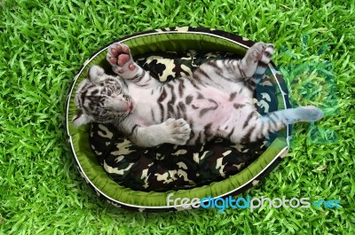 Baby White Tiger Laying In A Mattress Stock Photo