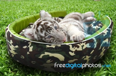 Baby White Tiger Laying In A Mattress Stock Photo