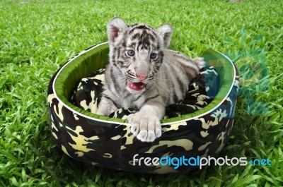 Baby White Tiger Laying In A Mattress Stock Photo