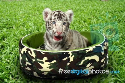 Baby White Tiger Laying In A Mattress Stock Photo