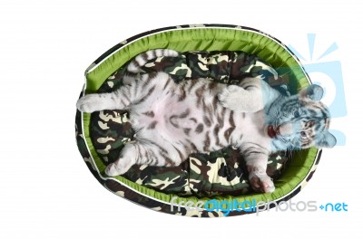 Baby White Tiger Laying In A Mattress Isolated Stock Photo