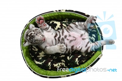 Baby White Tiger Laying In A Mattress Isolated Stock Photo