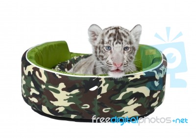 Baby White Tiger Laying In A Mattress Isolated Stock Photo