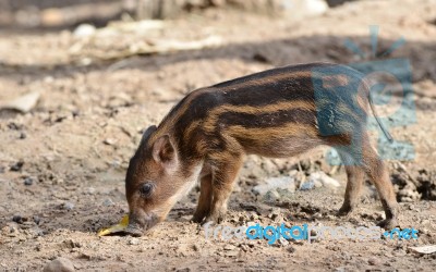 Baby Wild Boar Stock Photo