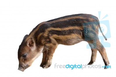 Baby Wildboar Stock Photo