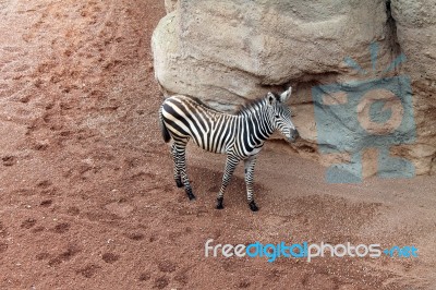 Baby Zebra, Sand And Rocks Stock Photo