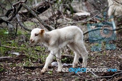 Babyborn Sheep Stock Photo