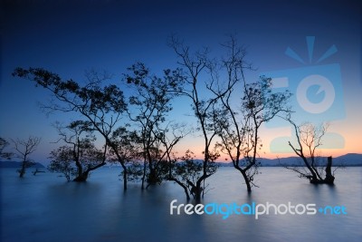 Back Light Mangrove Stock Photo