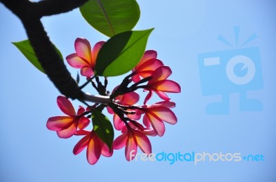 Back Of Plumerias.blue Sky Background Stock Photo