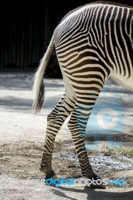 Back Portion Part Of A Zebra Animal Stock Photo