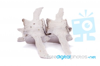 Back Spine Bones Of Sheep Stock Photo