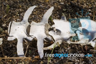 Back Spine Sheep Bones Stock Photo