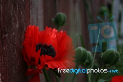 Back Yard Poppies Stock Photo