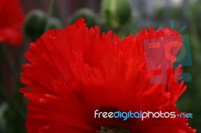 Back Yard Poppies Stock Photo