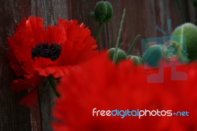 Back Yard Poppies Stock Photo