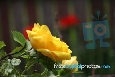 Back Yard Poppies Stock Photo