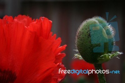 Back Yard Poppies Stock Photo