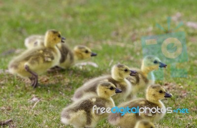 Backgound With The Chicks Of The Canada Geese Stock Photo