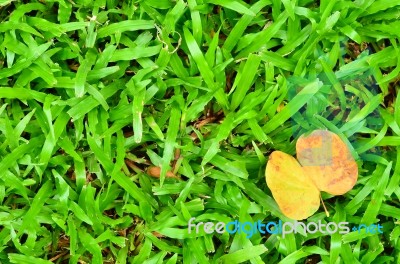 Background And Textured, Yellow Leaves Stock Photo