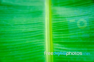 Background By Banana Leaves Stock Photo