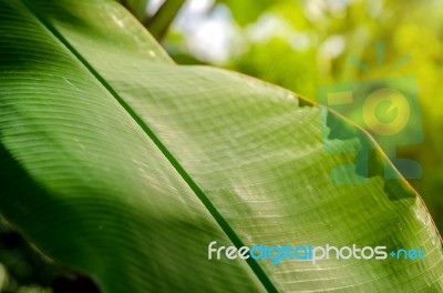 Background By Banana Leaves Stock Photo