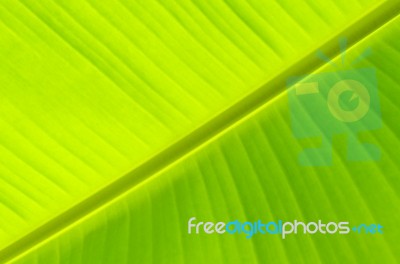 Background By Green Leaves And Banana Leaf Stock Photo