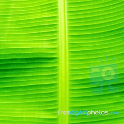 Background By Green Leaves And Banana Leaf Stock Photo