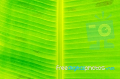 Background By Green Leaves And Banana Leaf Stock Photo