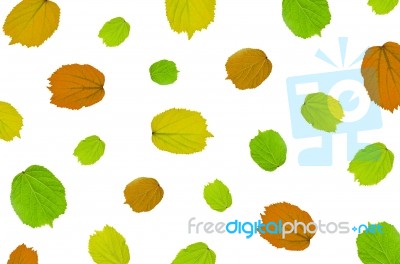 Background By Green Leaves, Orange Leaves And Yellow Leaves On White Background For Isolated Stock Photo