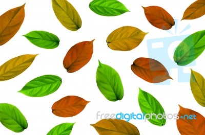 Background By Green Leaves, Orange Leaves And Yellow Leaves On White Background For Isolated Stock Photo