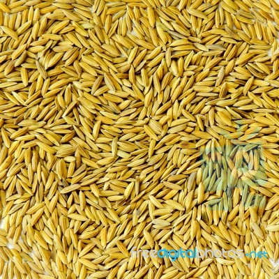 Background From Pile Of Paddy Rice And And Rice Seed Stock Photo