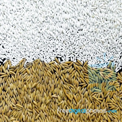 Background From Pile Of Paddy Rice And And Rice Seed Stock Photo