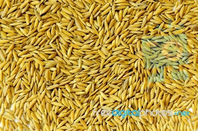 Background From Pile Of Paddy Rice And And Rice Seed Stock Photo