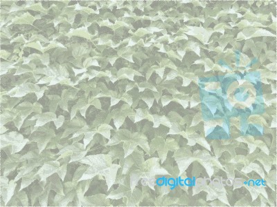 Background - Ivy Stock Image