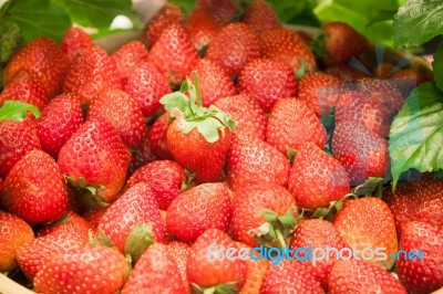 Background Of Freshly Harvested Strawberries Stock Photo