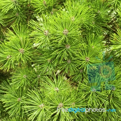 Background Of Green Christmas Tree Branches Close Up Stock Photo