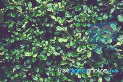 Background Of Green Leaves. Ideal As Template Stock Photo