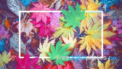 Background Of White Frame And Colorful Maple Leaves In Autumn Stock Photo