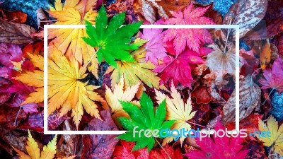 Background Of White Frame And Colorful Maple Leaves In Autumn Stock Photo