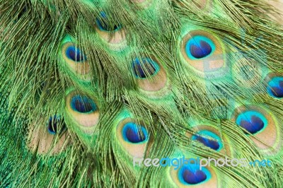 Background Peacock Stock Photo