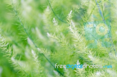 Background Small Green Leaves Stock Photo