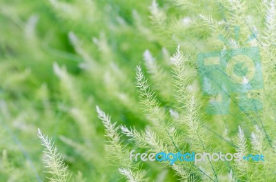 Background Small Green Leaves Stock Photo