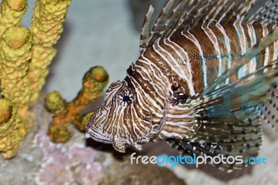 Background With A Beautiful Deadly Fish Swimming Stock Photo