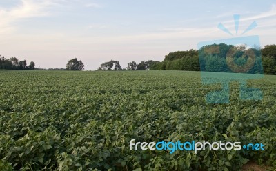 Background With A Beautiful Potatoes Field Stock Photo