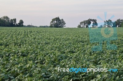 Background With A Beautiful Potatoes Field Stock Photo