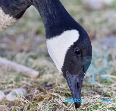 Background With A Canada Goose Eating Grass Stock Photo